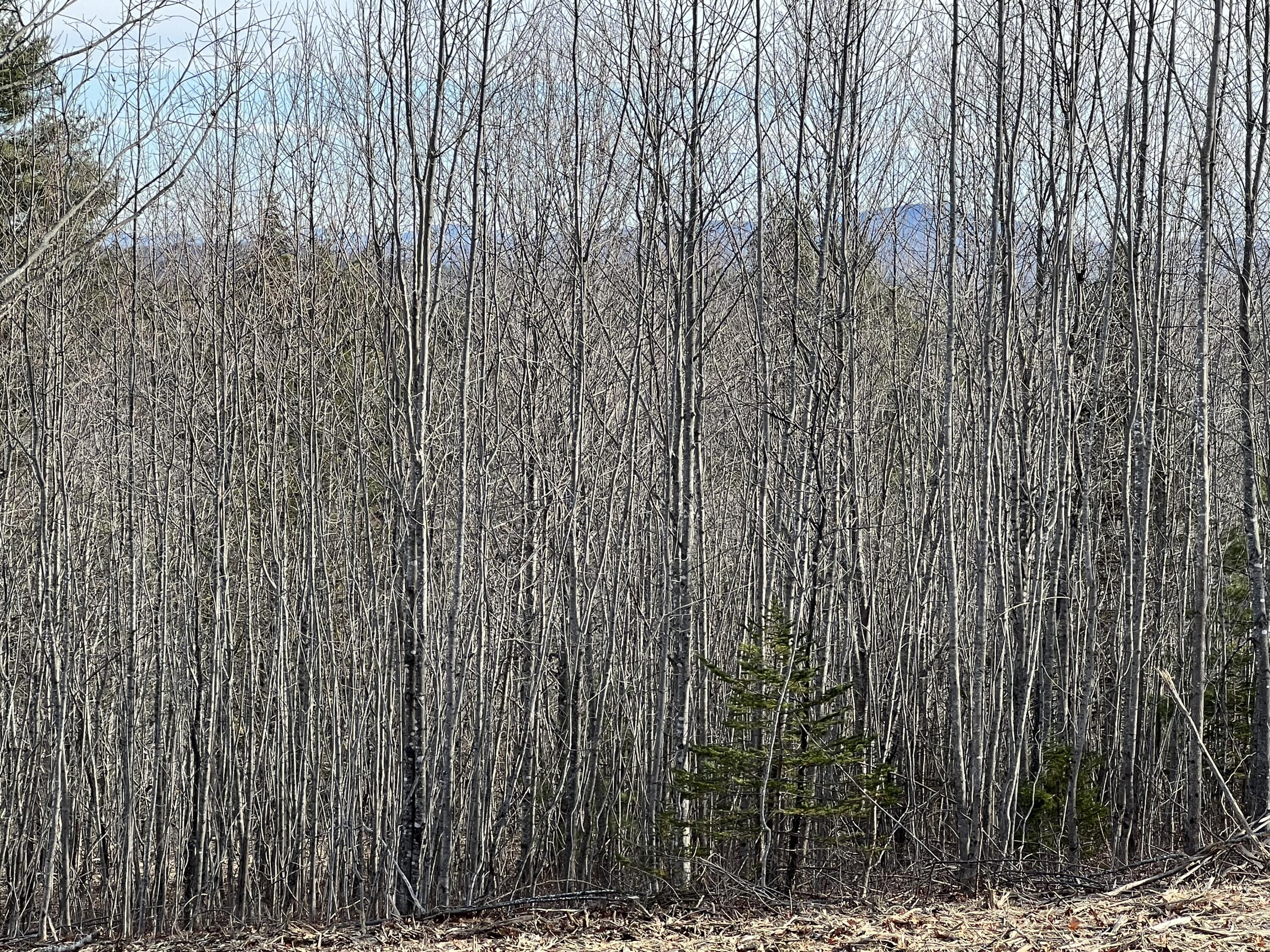 0 Pattee Road Monroe, ME 04951 - Photo 11 of 12 IMG_4243