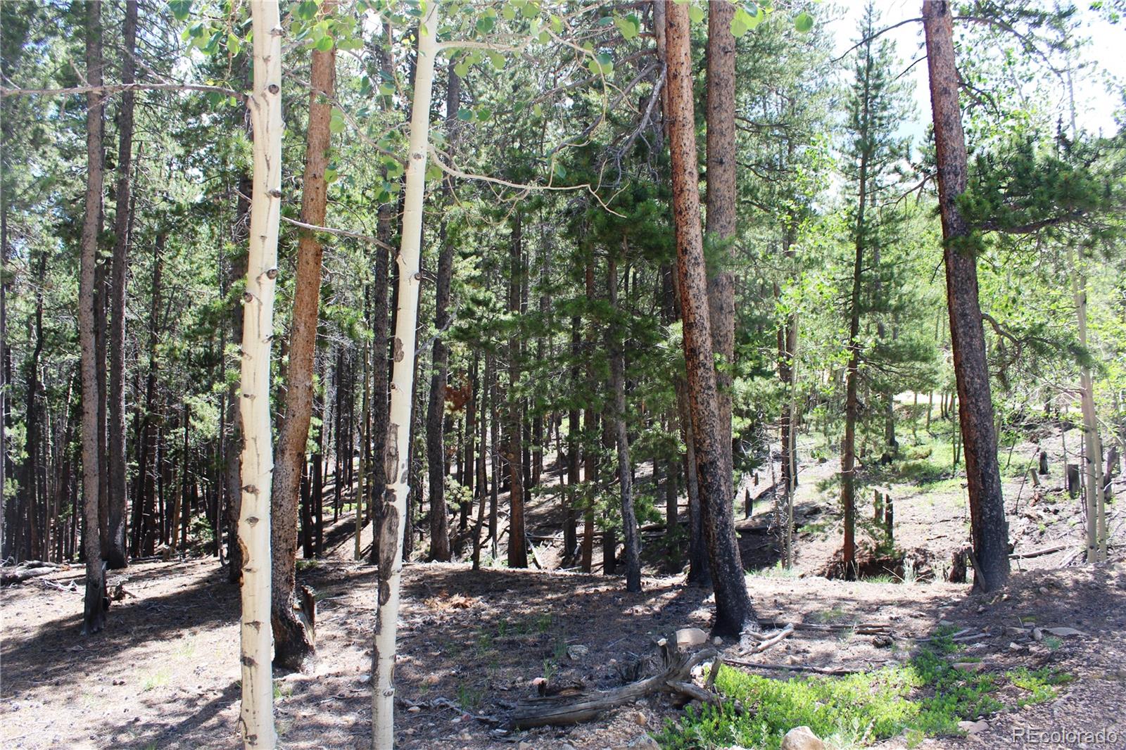 6731 Turkey Gulch Road Idaho Springs, CO 80452 - Photo 2 of 25 Gallery Image 2