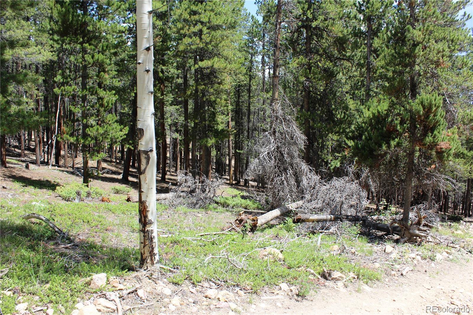 6731 Turkey Gulch Road Idaho Springs, CO 80452 - Photo 4 of 25 Gallery Image 4