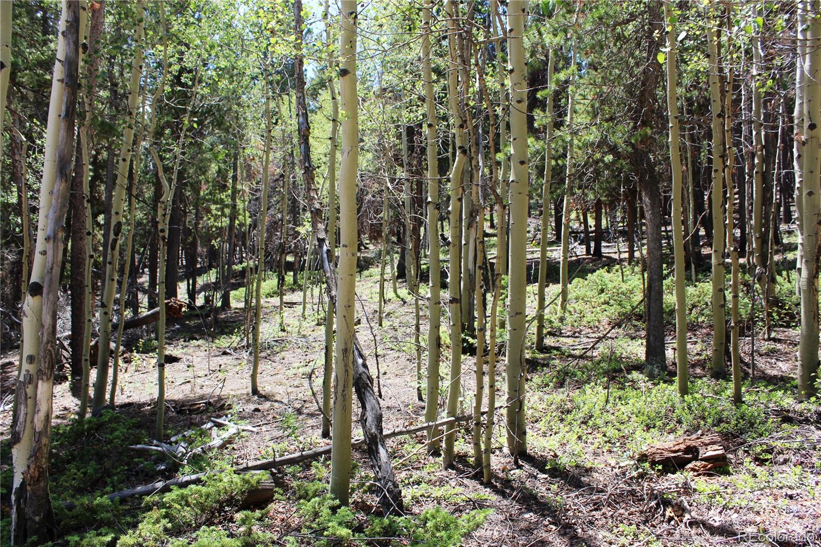 6731 Turkey Gulch Road Idaho Springs, CO 80452 - Photo 6 of 25 Gallery Image 6