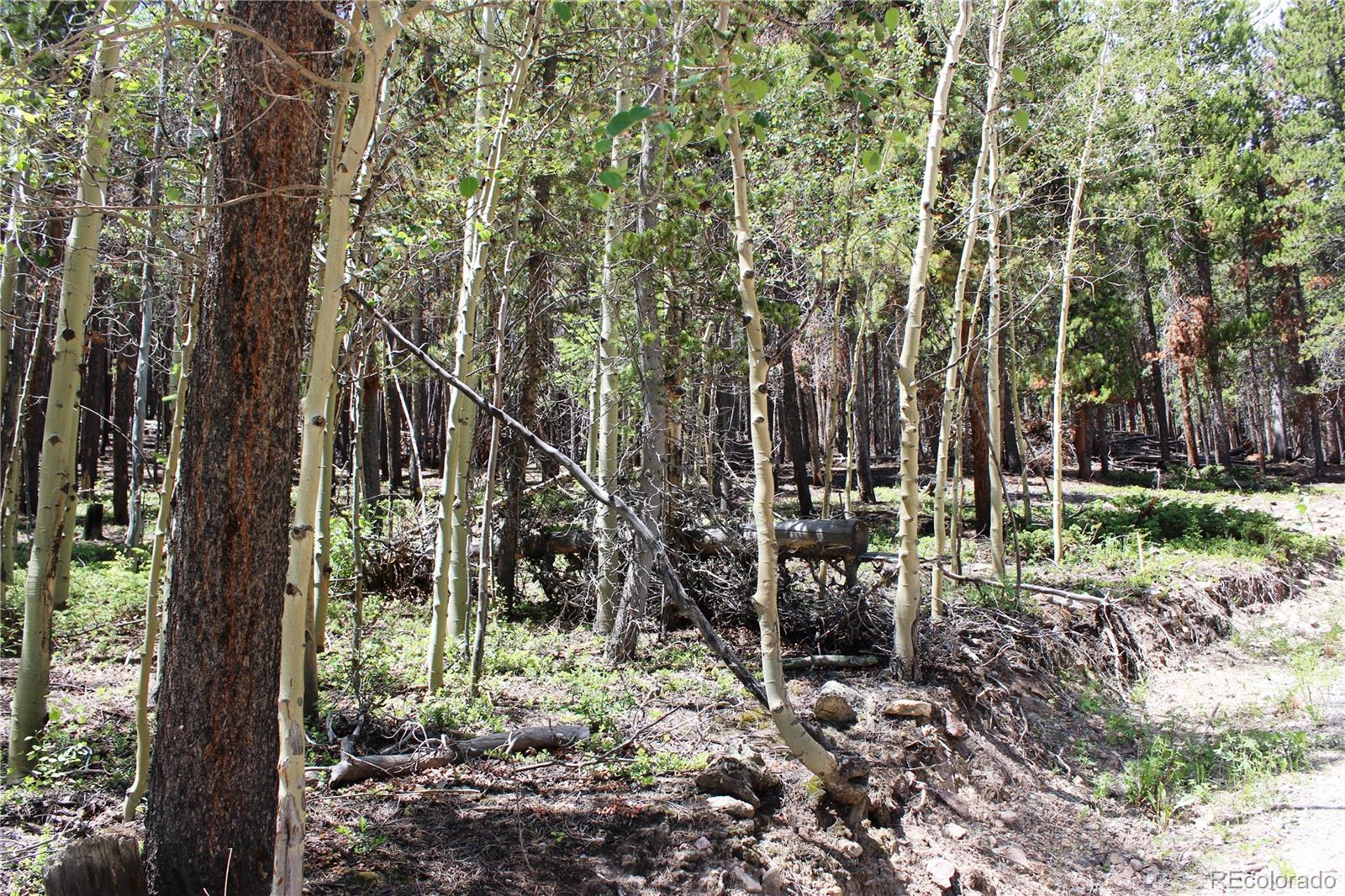 6731 Turkey Gulch Road Idaho Springs, CO 80452 - Photo 7 of 25 Gallery Image 7