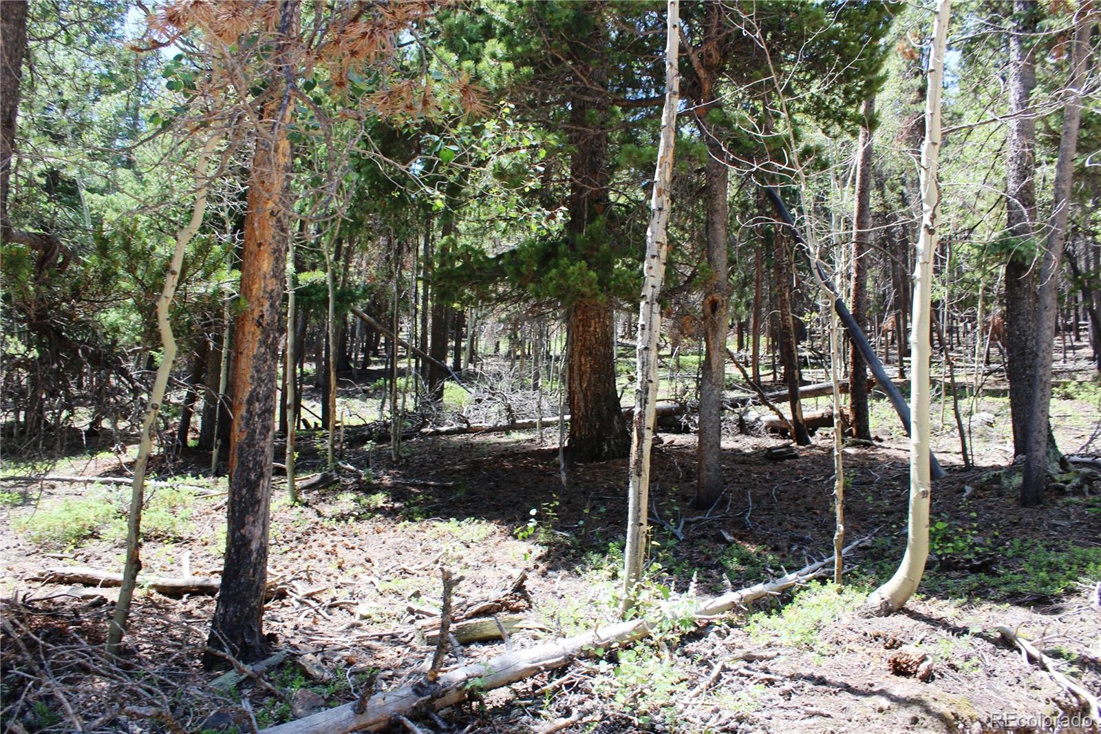 6731 Turkey Gulch Road Idaho Springs, CO 80452 - Photo 9 of 25 Gallery Image 9