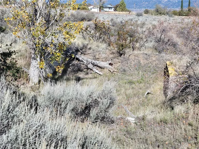 a view of a dry field with lots of trees
