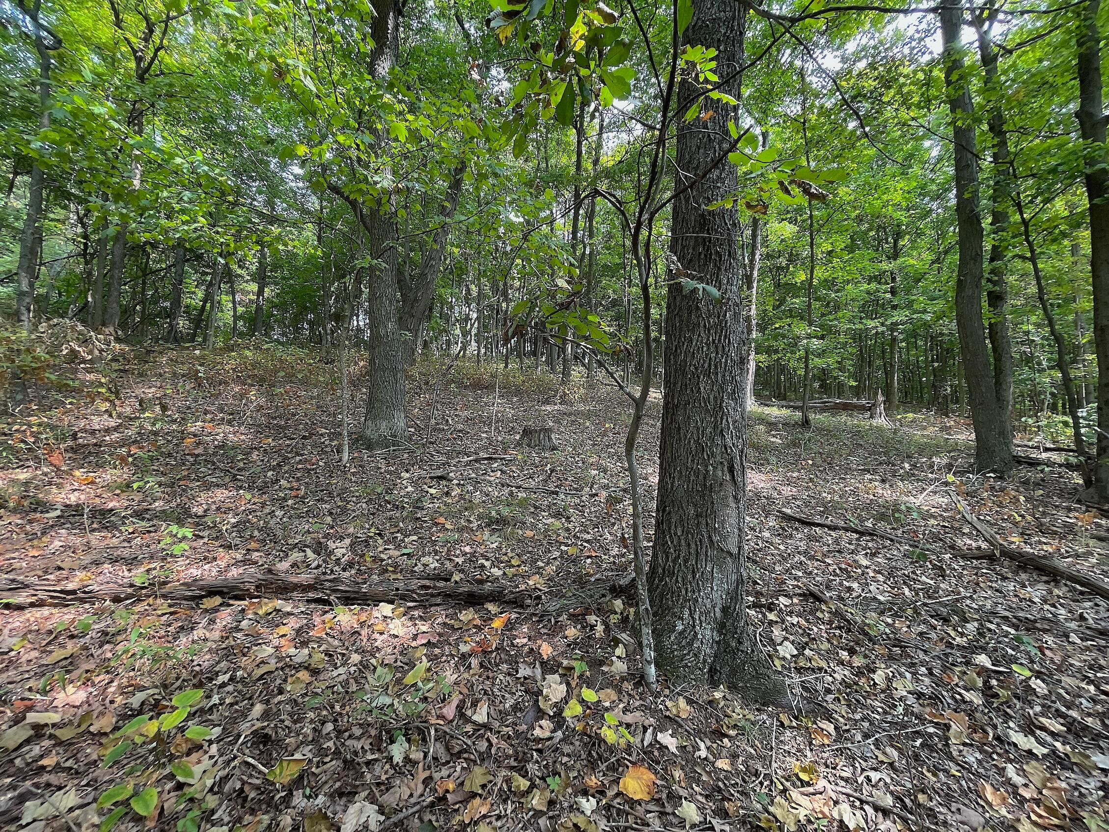 0 Porter Run Road Frankfort, OH 45628 - Photo 49 of 51 IMG_3281