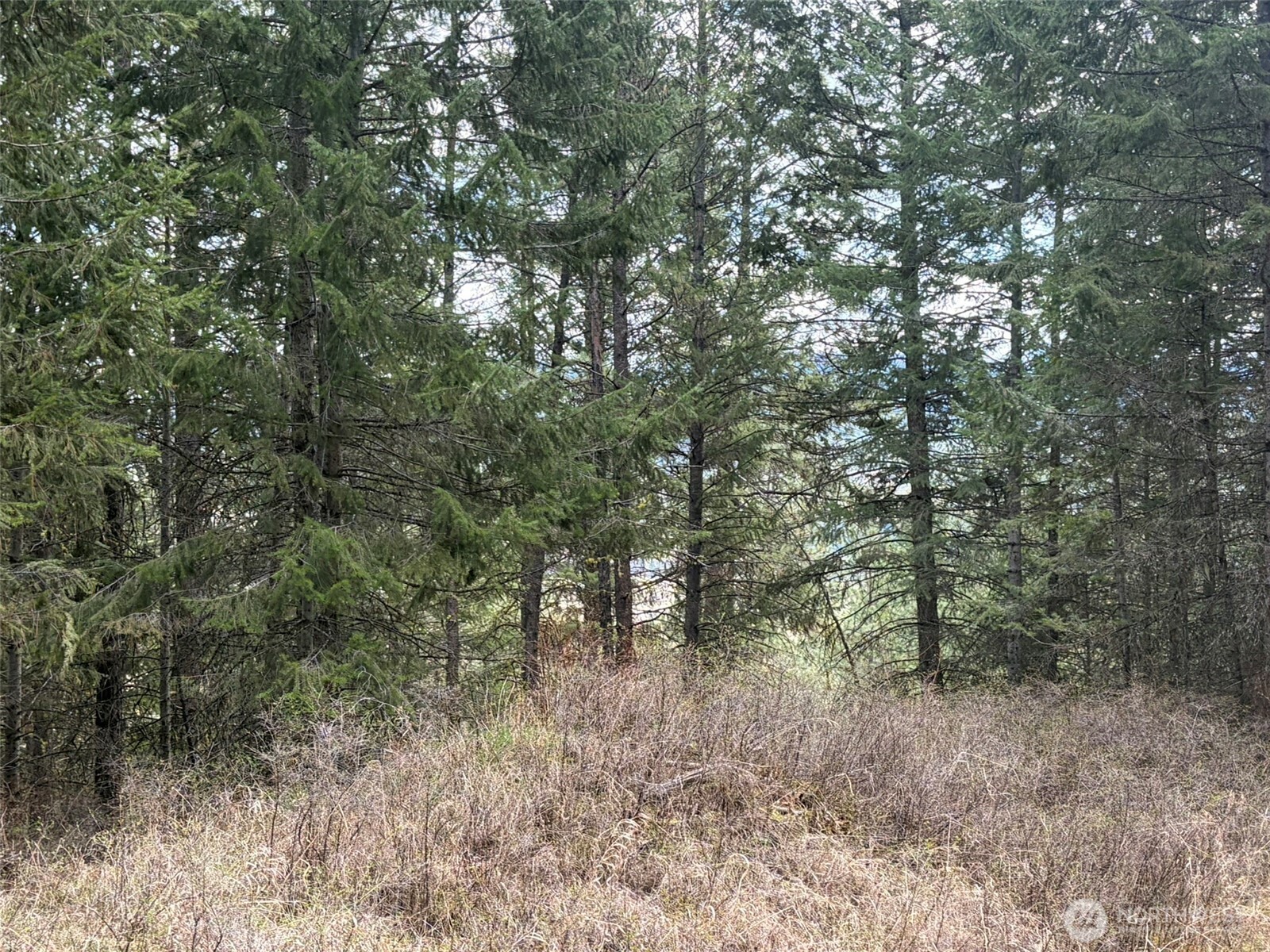 111-tbd W West Curlew Lake Road Republic, WA 99166 - Photo 6 of 16