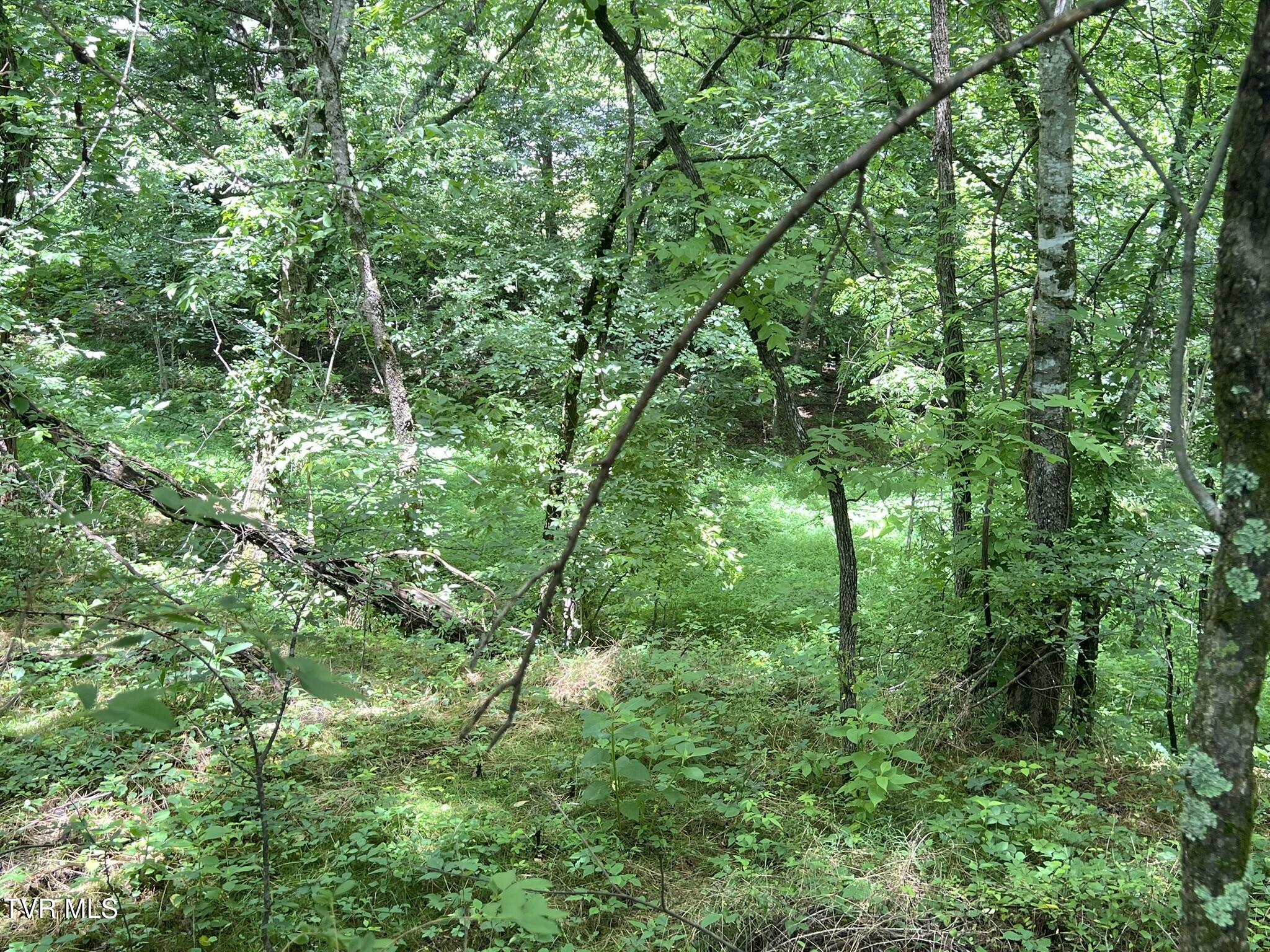2960 Poplar Springs Road Greeneville, TN 37743 - Photo 56 of 71 IMG_7808