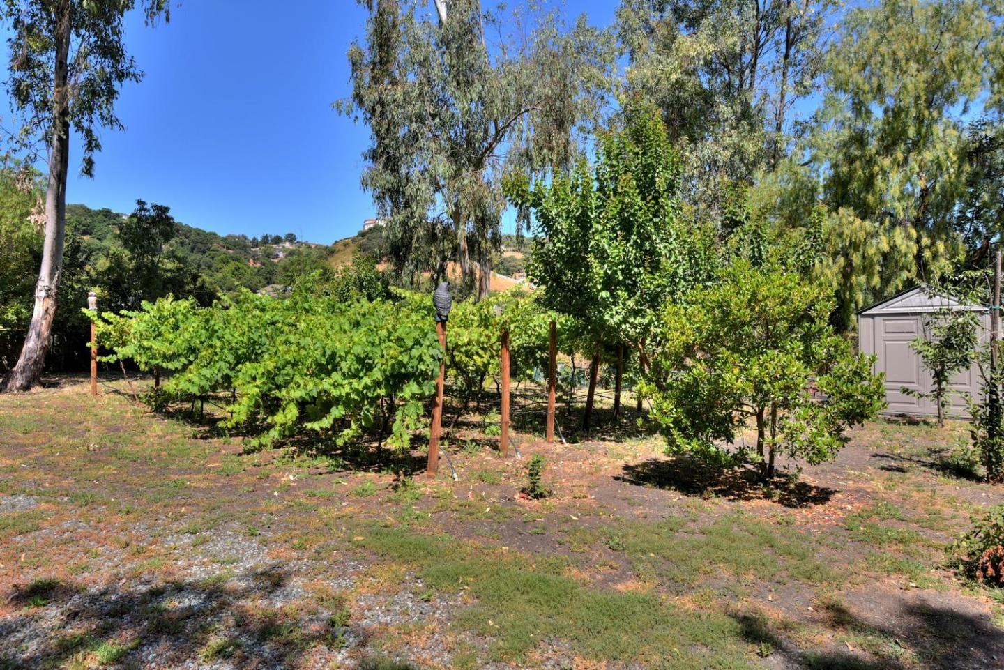 1175 Llagas Road Morgan Hill, CA 95037 - Photo 27 of 37 a view of a garden with a tree