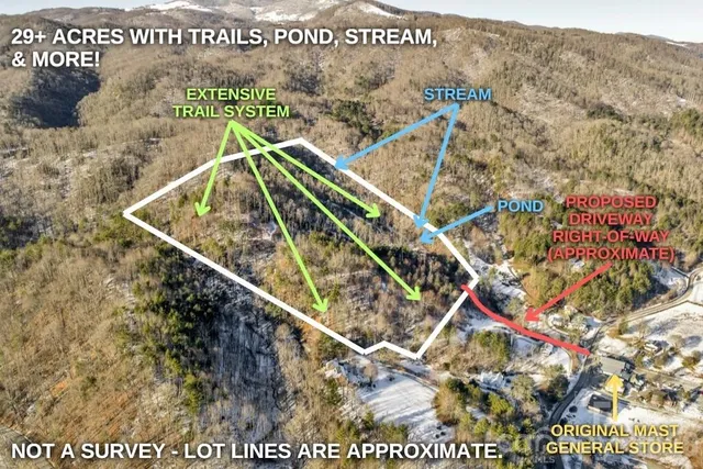 a close up of a tree