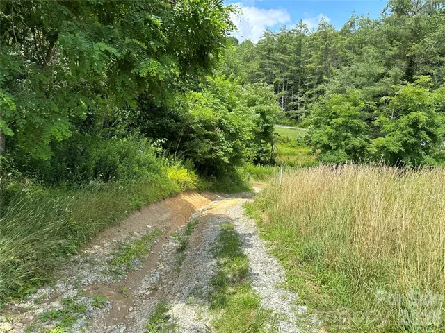 a view of a forest filled with trees