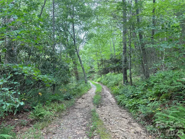 a view of a lush green forest with lots of trees