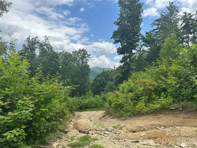 a view of a yard with plants and large trees