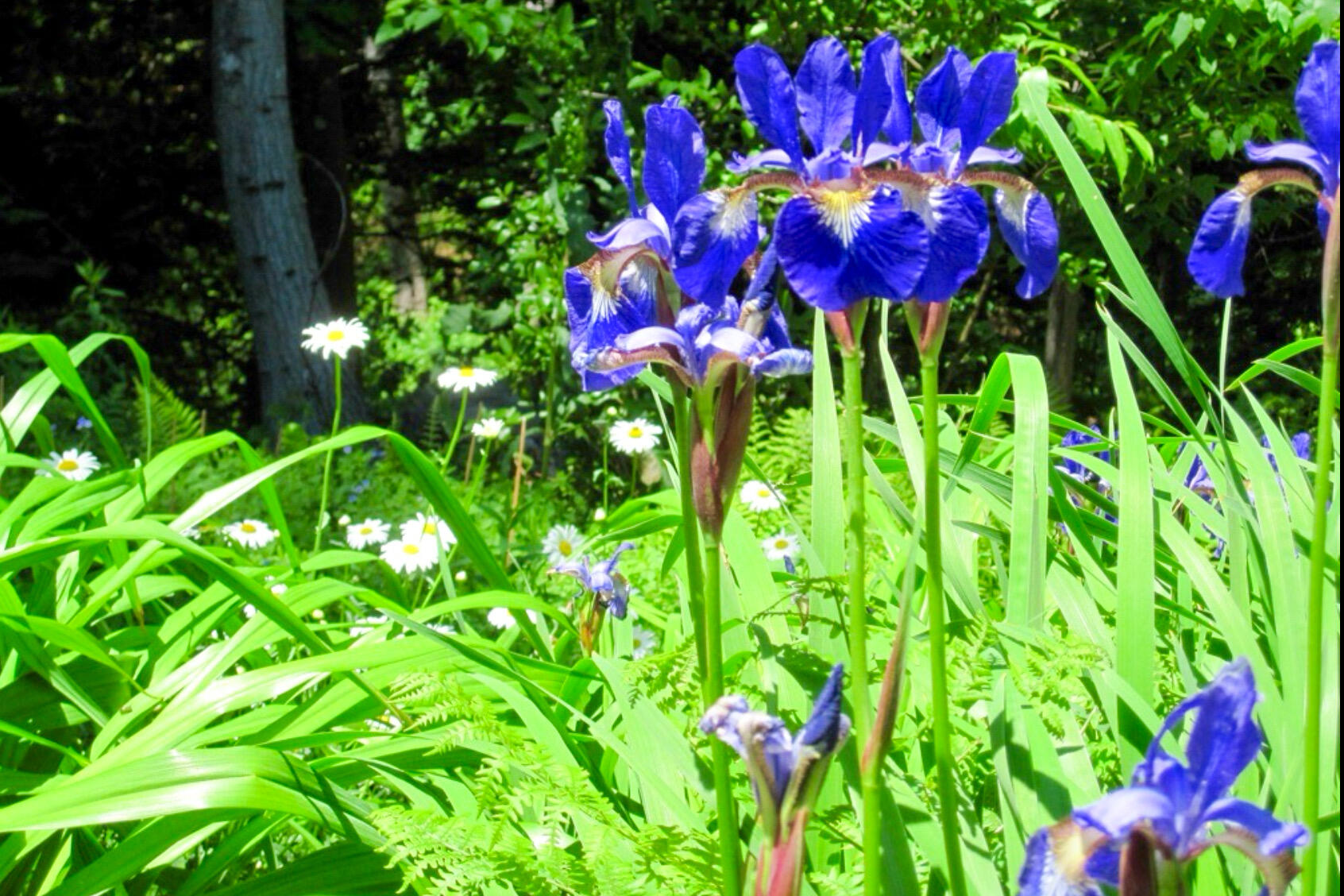 29 Cushing Briggs Road Freeport, ME 04032 - Photo 44 of 50 Iris