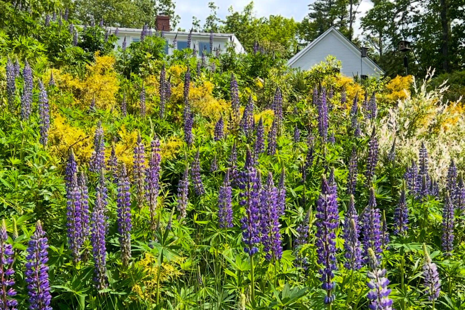 29 Cushing Briggs Road Freeport, ME 04032 - Photo 45 of 50 Lupines