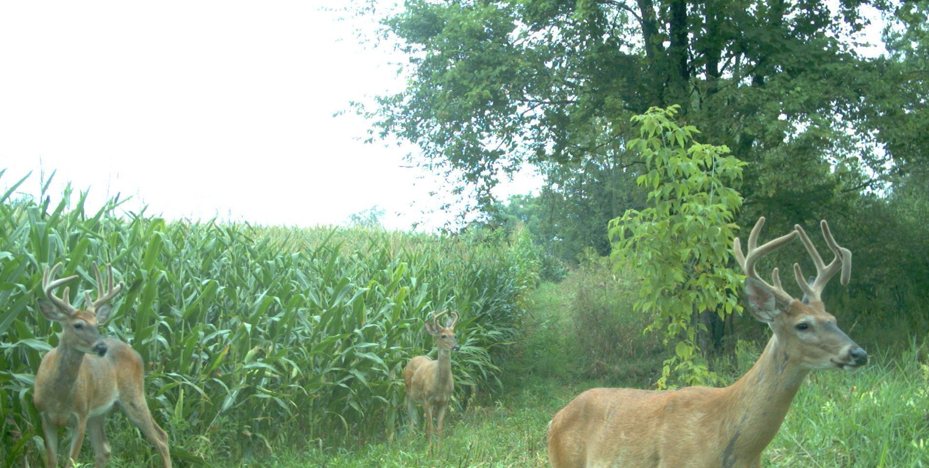 0 Fahrner Road Chelsea, MI 48118 - Photo 24 of 31 Fahrner Rd - 18