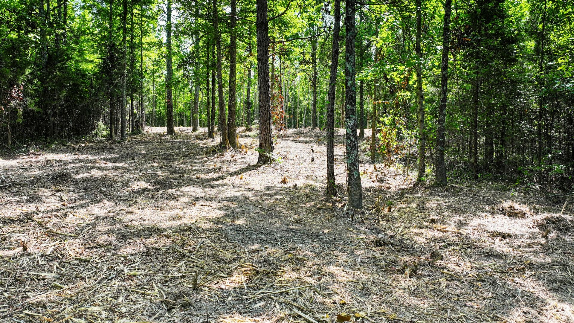 0 Davis Hollow Road Minor Hill, TN 38473 - Photo 15 of 23
