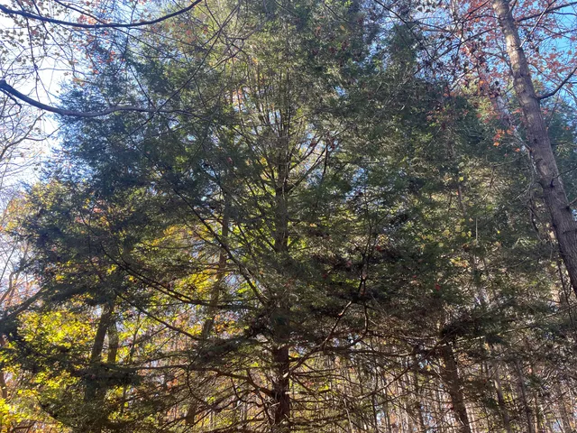 $150,000 | 104th Avenue, Grand Junction, MI 49056