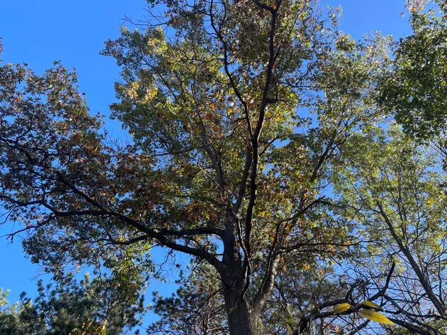 $150,000 | 104th Avenue, Grand Junction, MI 49056