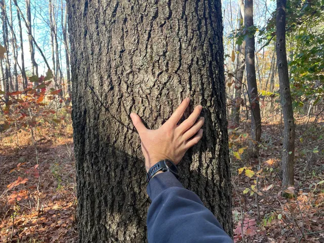 $150,000 | 104th Avenue, Grand Junction, MI 49056