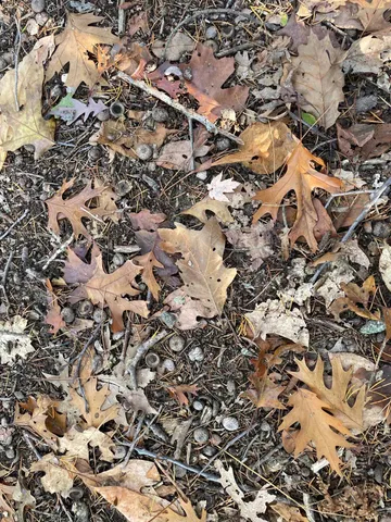 $150,000 | 104th Avenue, Grand Junction, MI 49056