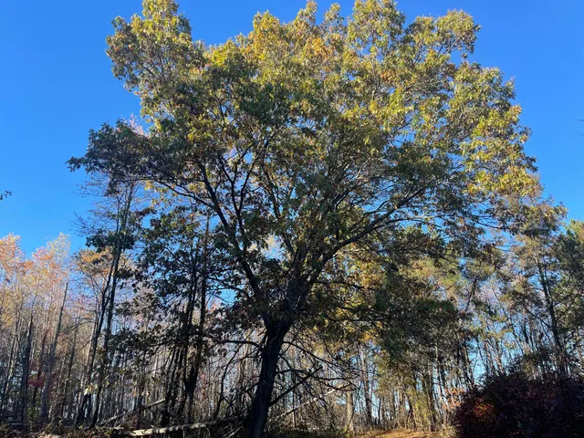 $150,000 | 104th Avenue, Grand Junction, MI 49056