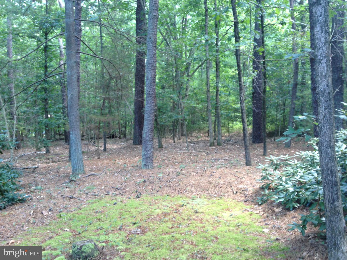 7 West Patty Bowker Road Tabernacle, NJ 08088 - Photo 22 of 23 a view of a forest that has large trees