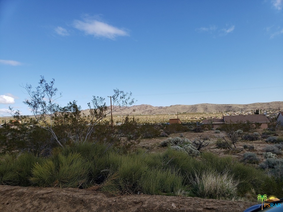 61690 Desert Air Road Joshua Tree, CA 92252 - Photo 4 of 4 a view of a dry yard with lots of trees