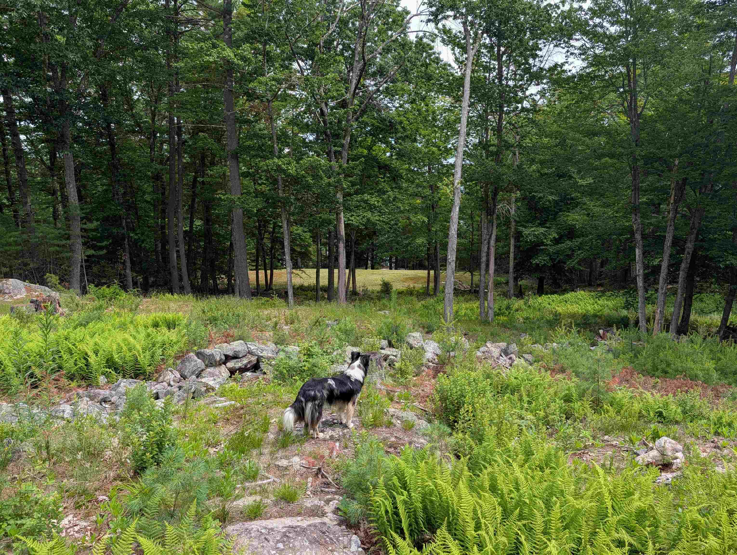 70 High Ridge Road Moultonborough, NH 03254 - Photo 33 of 37