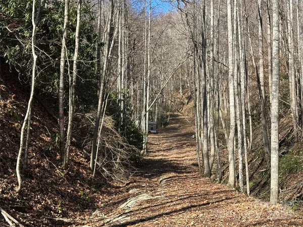 a view of a yard with large trees