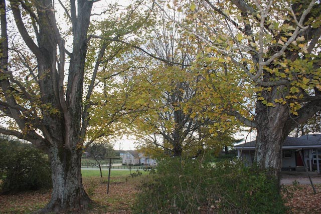 3438 John Windrow Road Eagleville, TN 37060 - Photo 13 of 35 Gallery Image 13