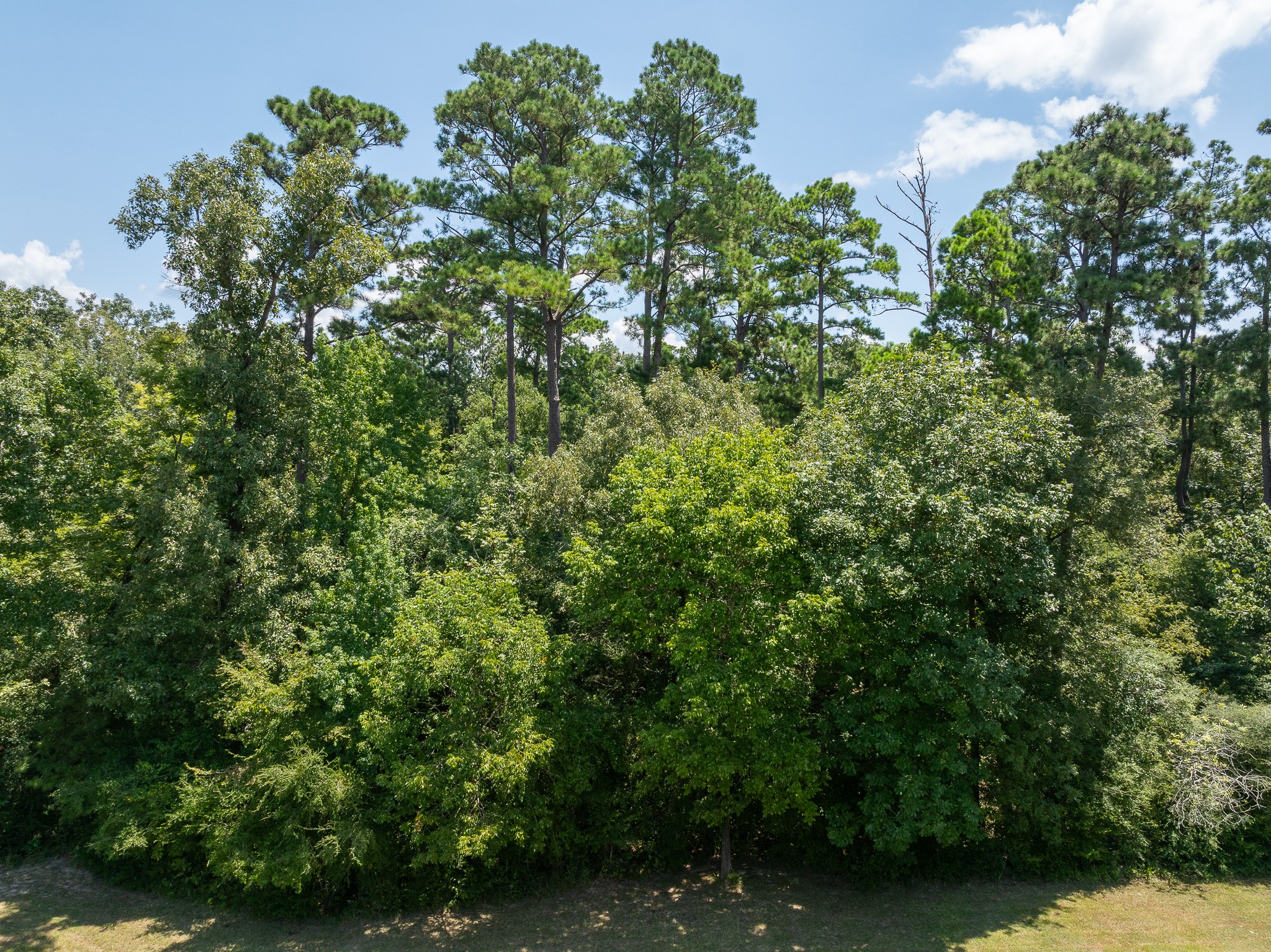 Tba Buzzard Roost Trail Trinity, TX 75862 - Photo 12 of 21 an outdoor space with lots of trees