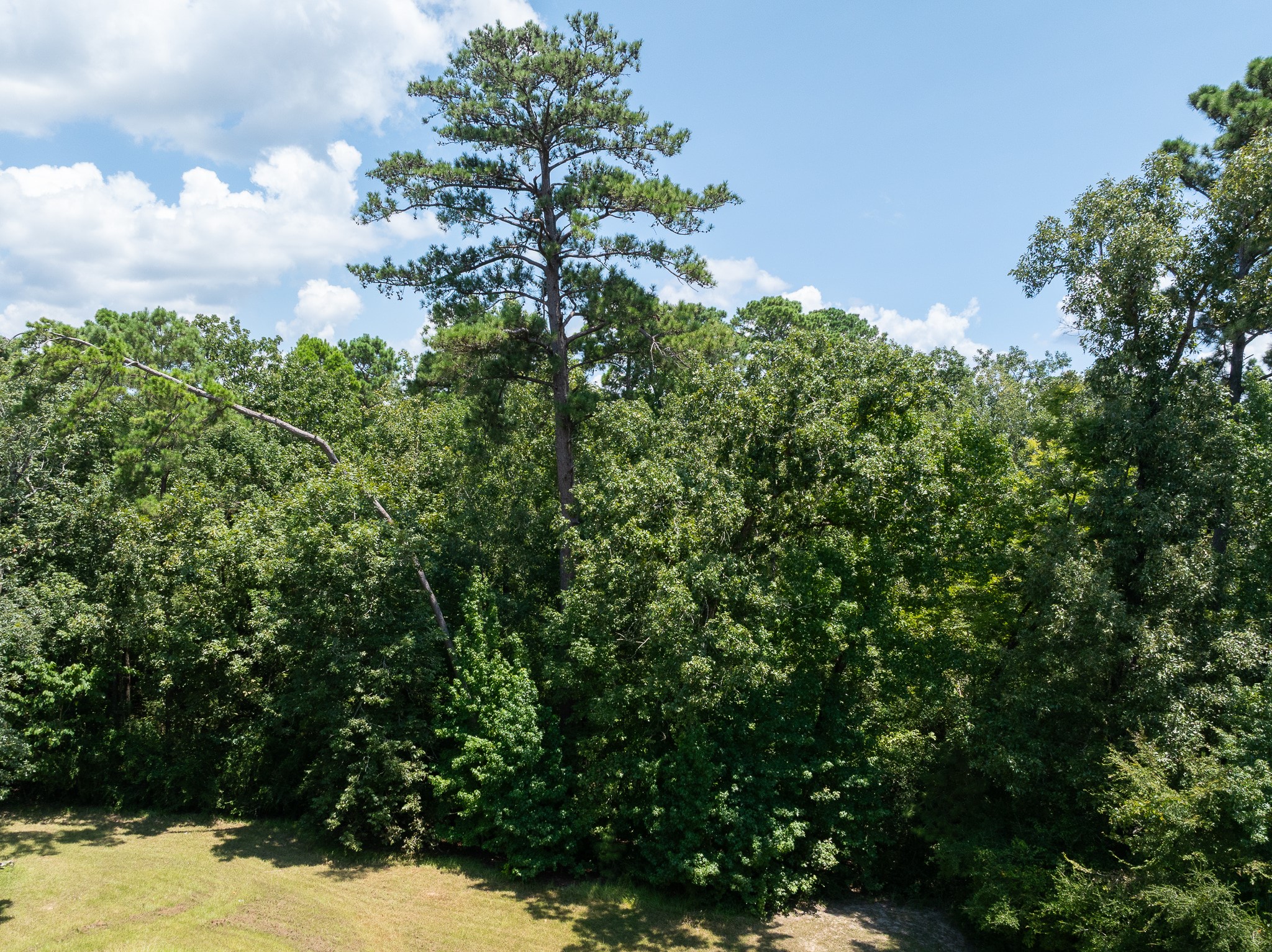 Tba Buzzard Roost Trail Trinity, TX 75862 - Photo 13 of 21 a view of a yard