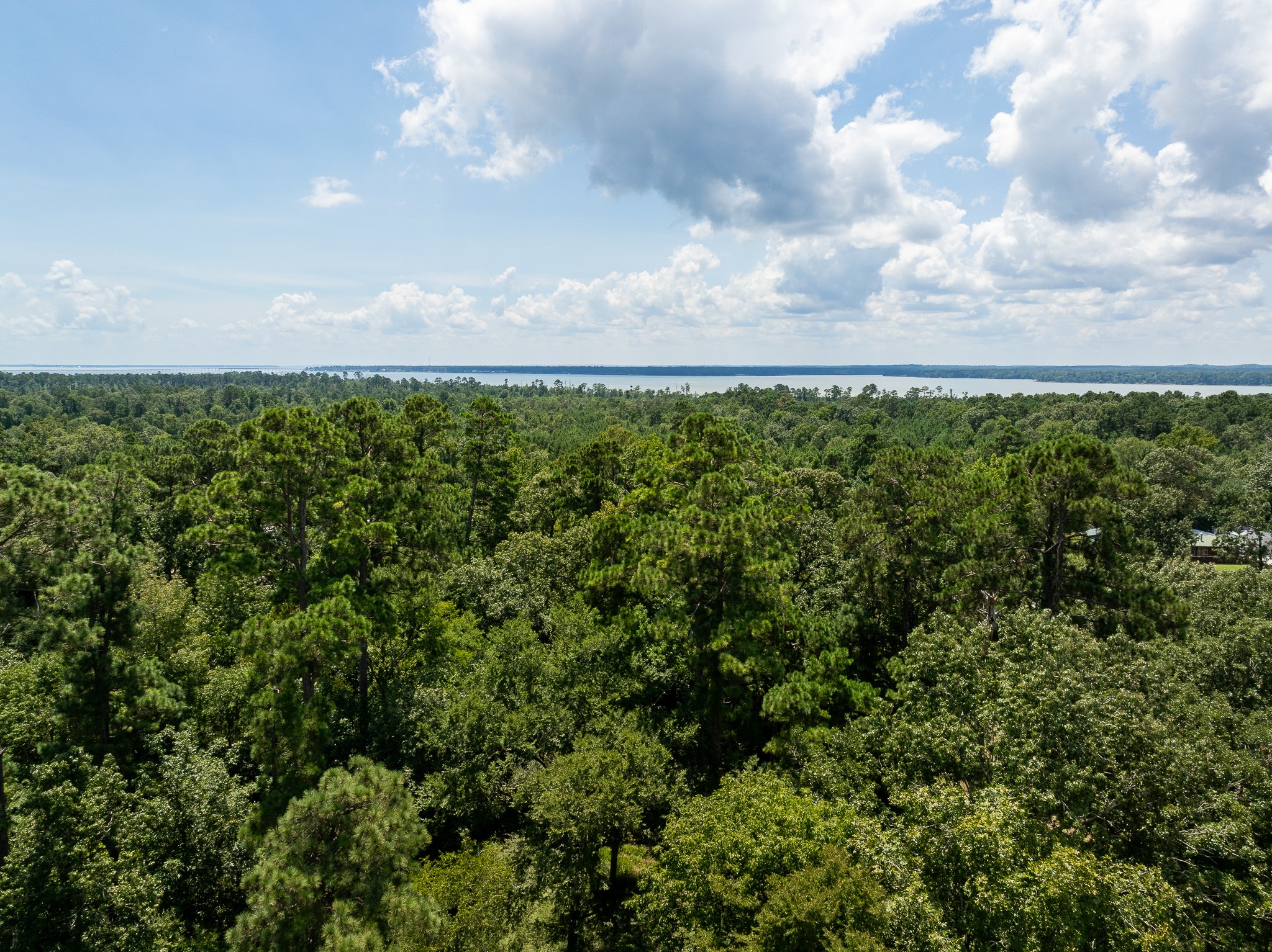 Tba Buzzard Roost Trail Trinity, TX 75862 - Photo 14 of 21 a view of a yard