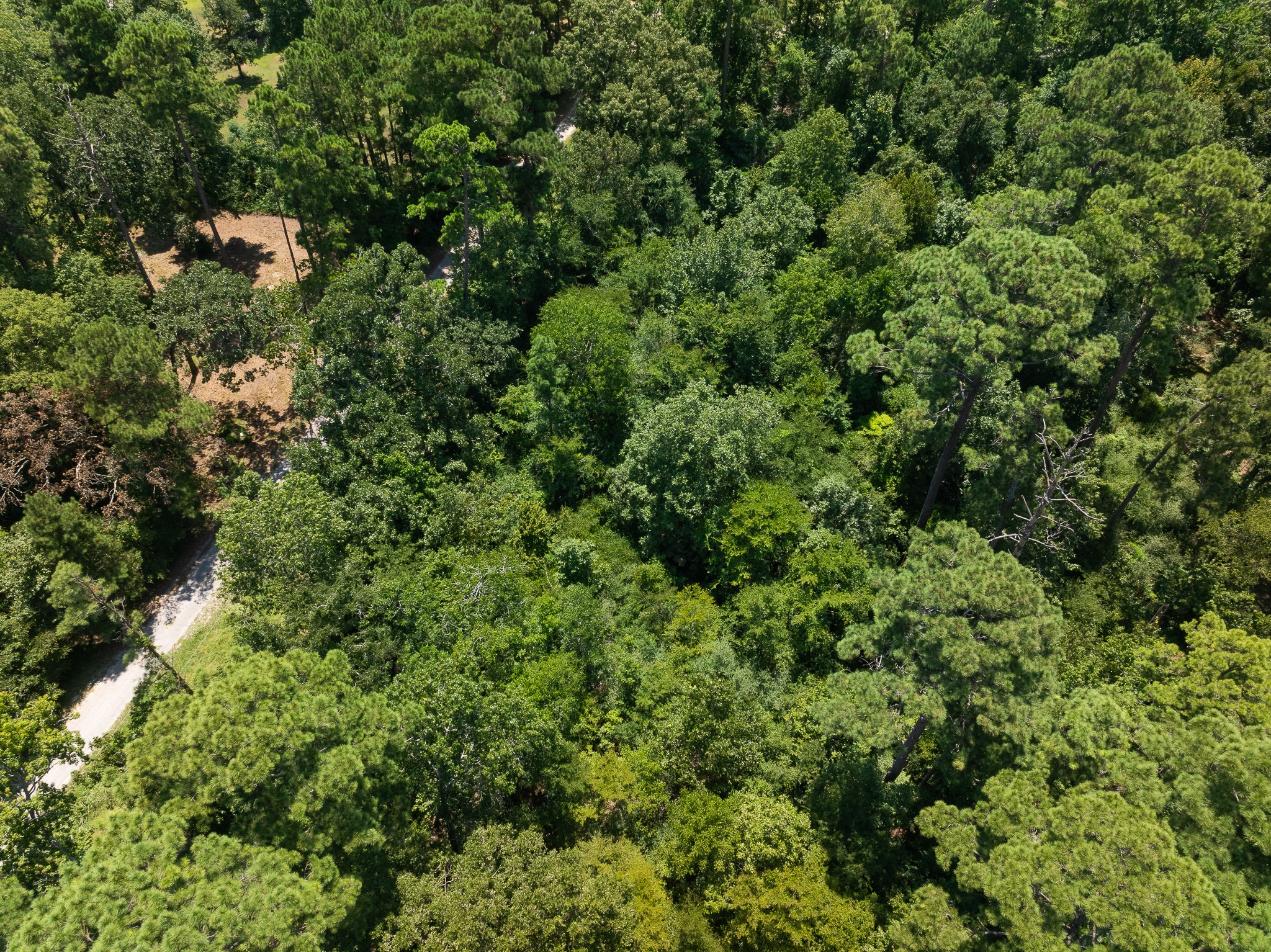 Tba Buzzard Roost Trail Trinity, TX 75862 - Photo 15 of 21 view of a bunch of trees and bushes