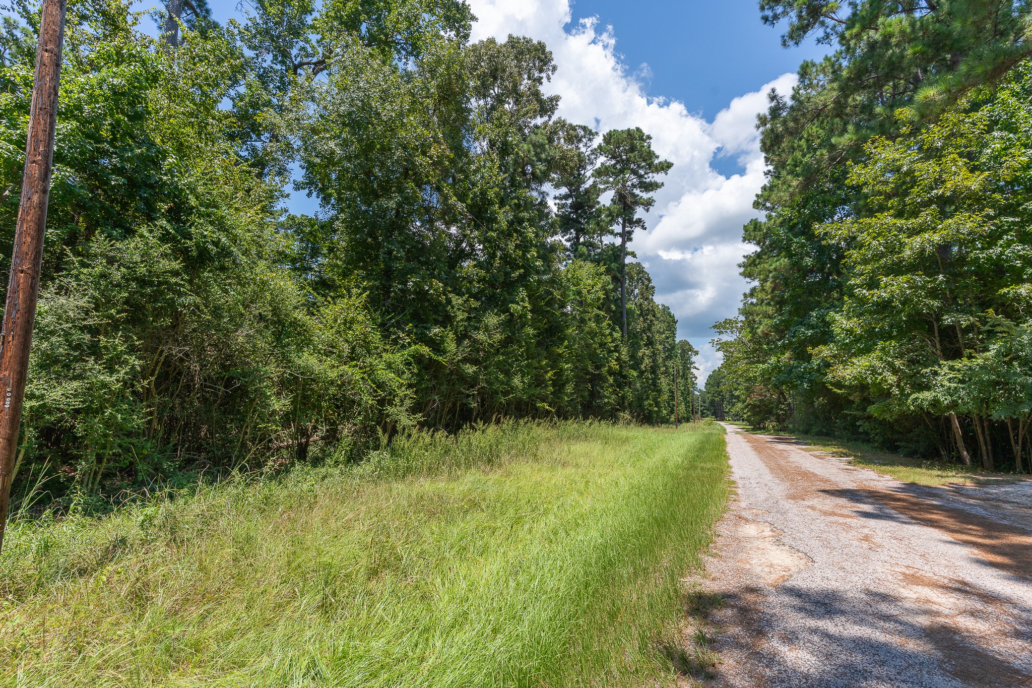 Tba Buzzard Roost Trail Trinity, TX 75862 - Photo 6 of 21 a view of a yard with plants and a tree