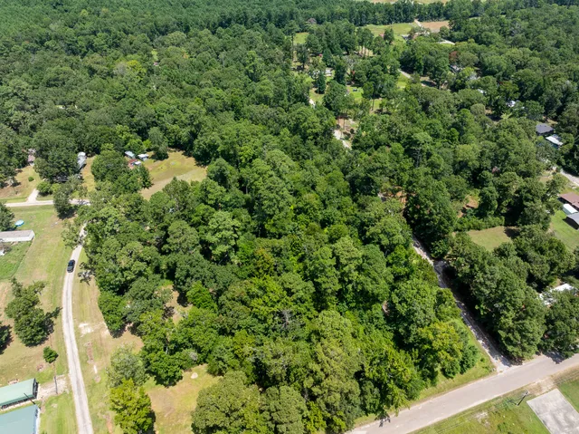 a view of a forest that has a tree