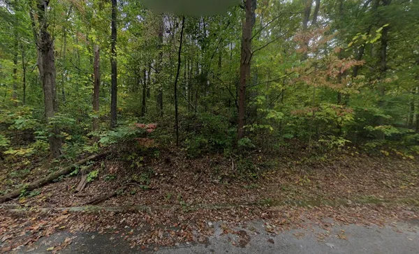 a view of a forest with trees in the background