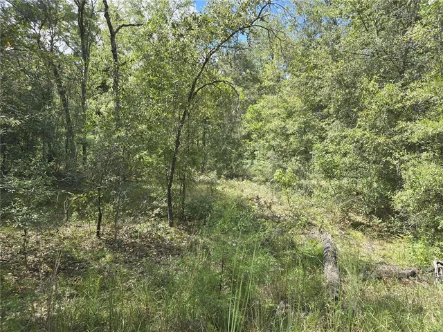 a view of a forest with lush green forest