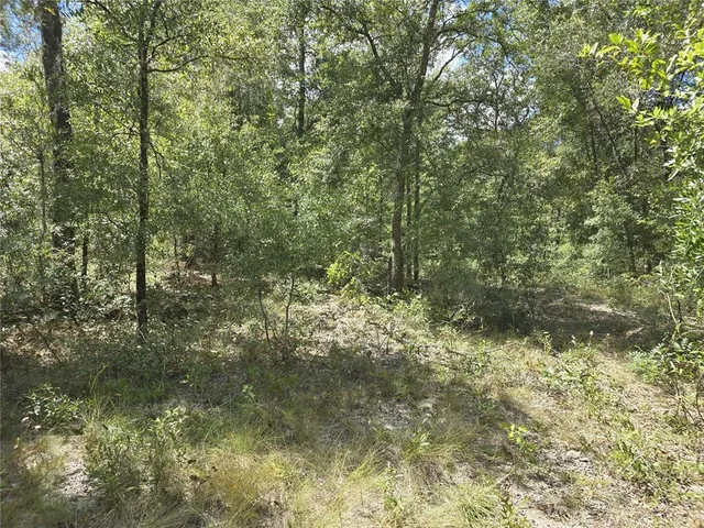 a view of a forest with a tree