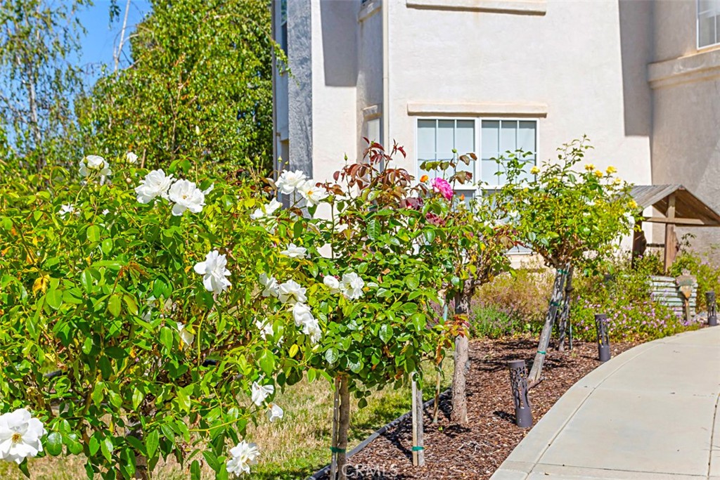 1957 Cresthaven Drive Vista, CA 92084 - Photo 32 of 47 a flower plants in front of a house