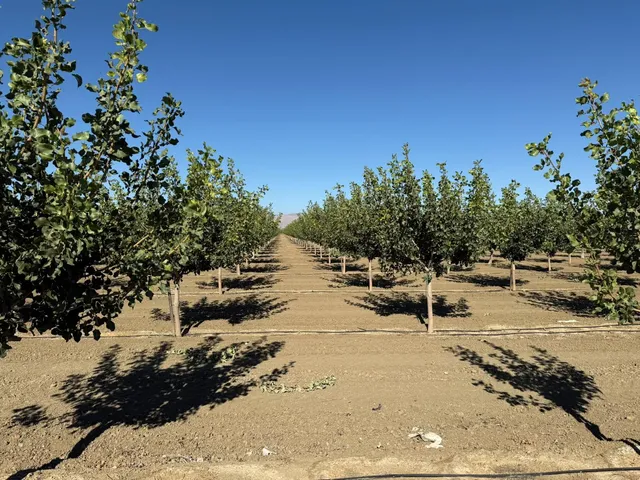 a view of a yard with plants and trees