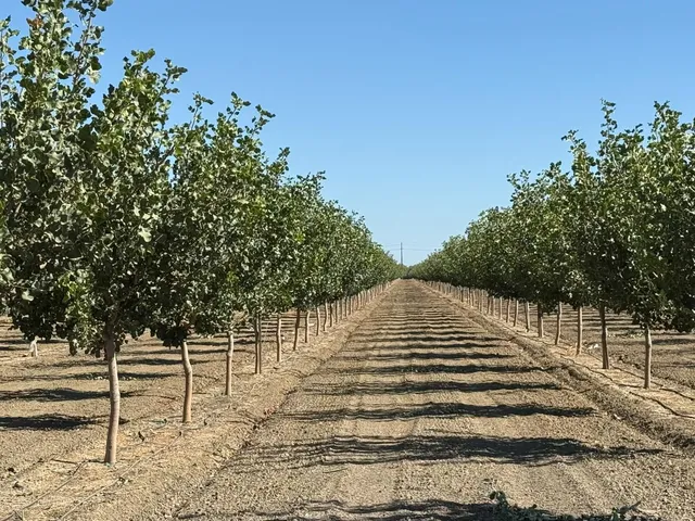 a view of pathway along with trees