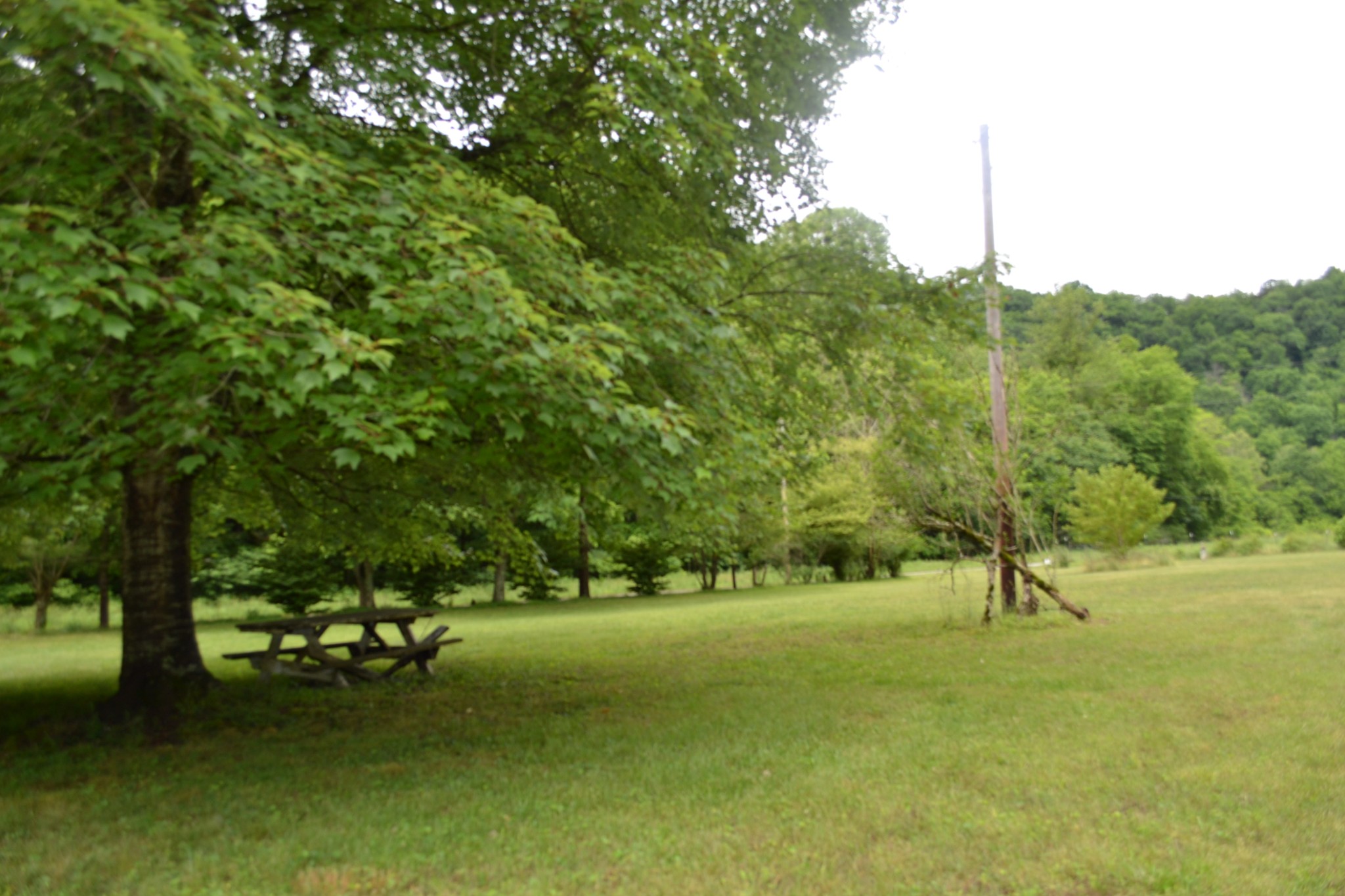 1505 Add Stafford Road Hilham, TN 38568 - Photo 51 of 65 a park with trees in the background