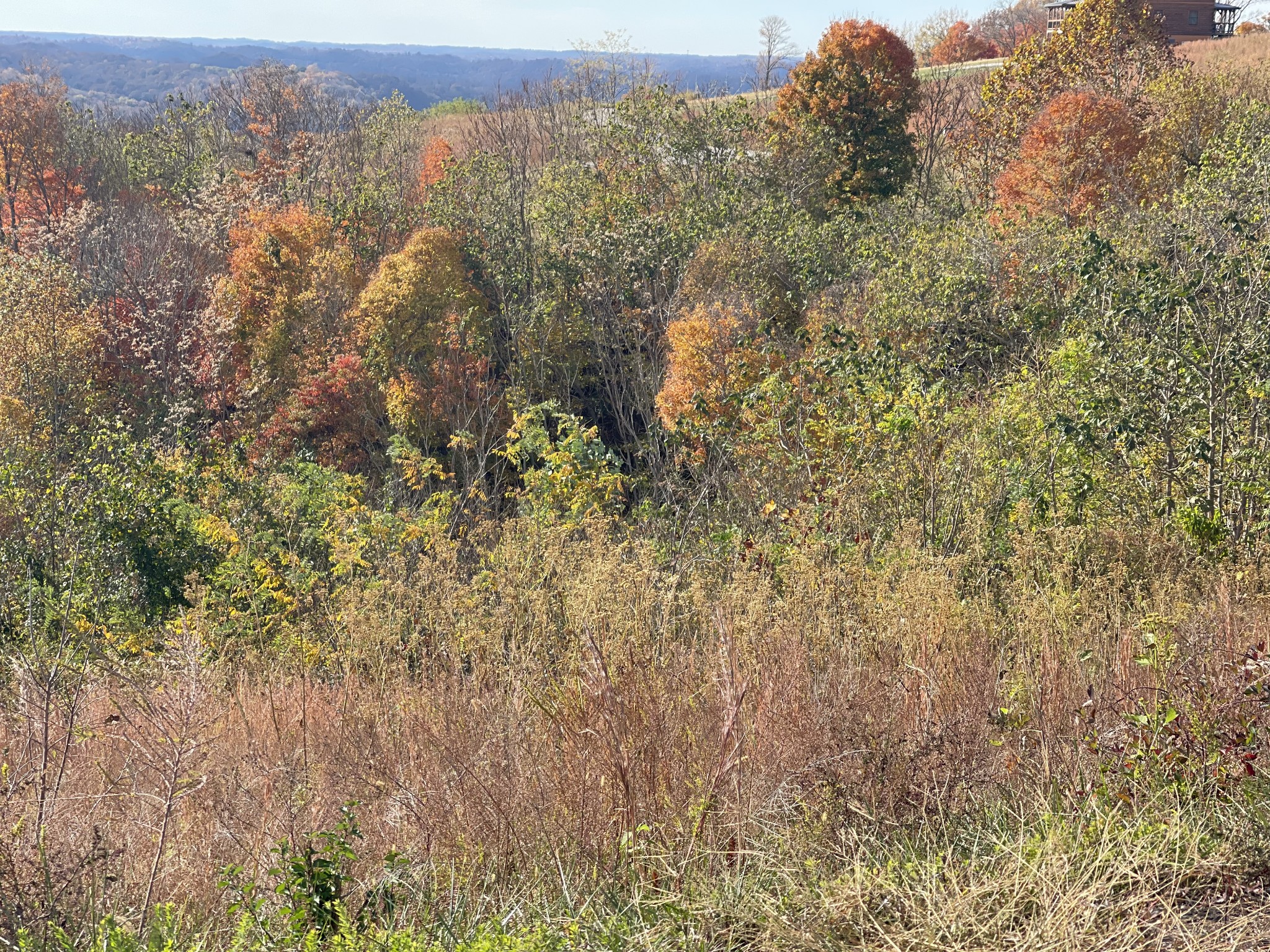31 B Bass Road Celina, TN 38551 - Photo 4 of 35 a view of a forest with a tree