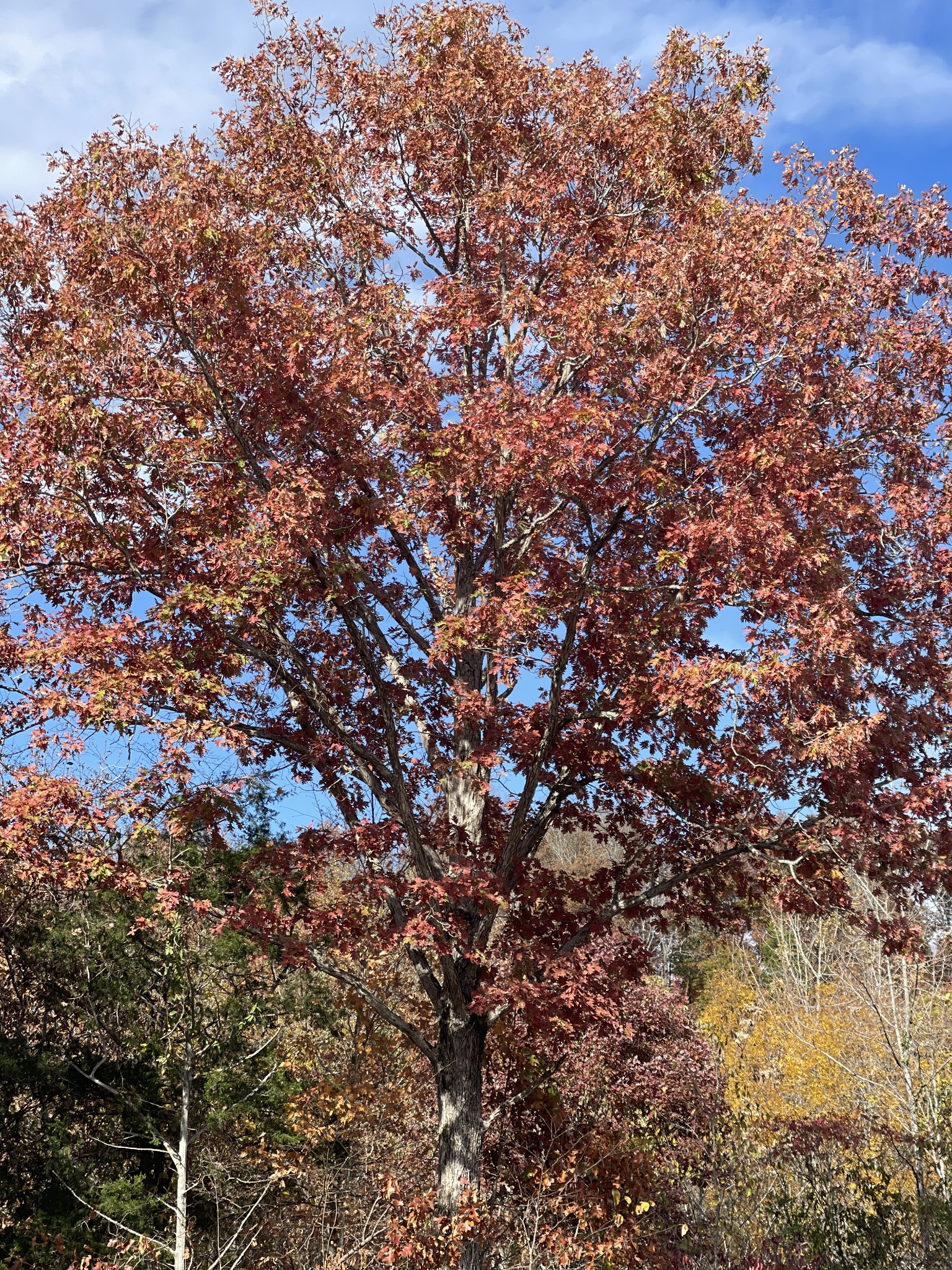 31 B Bass Road Celina, TN 38551 - Photo 5 of 35 a view of a tree