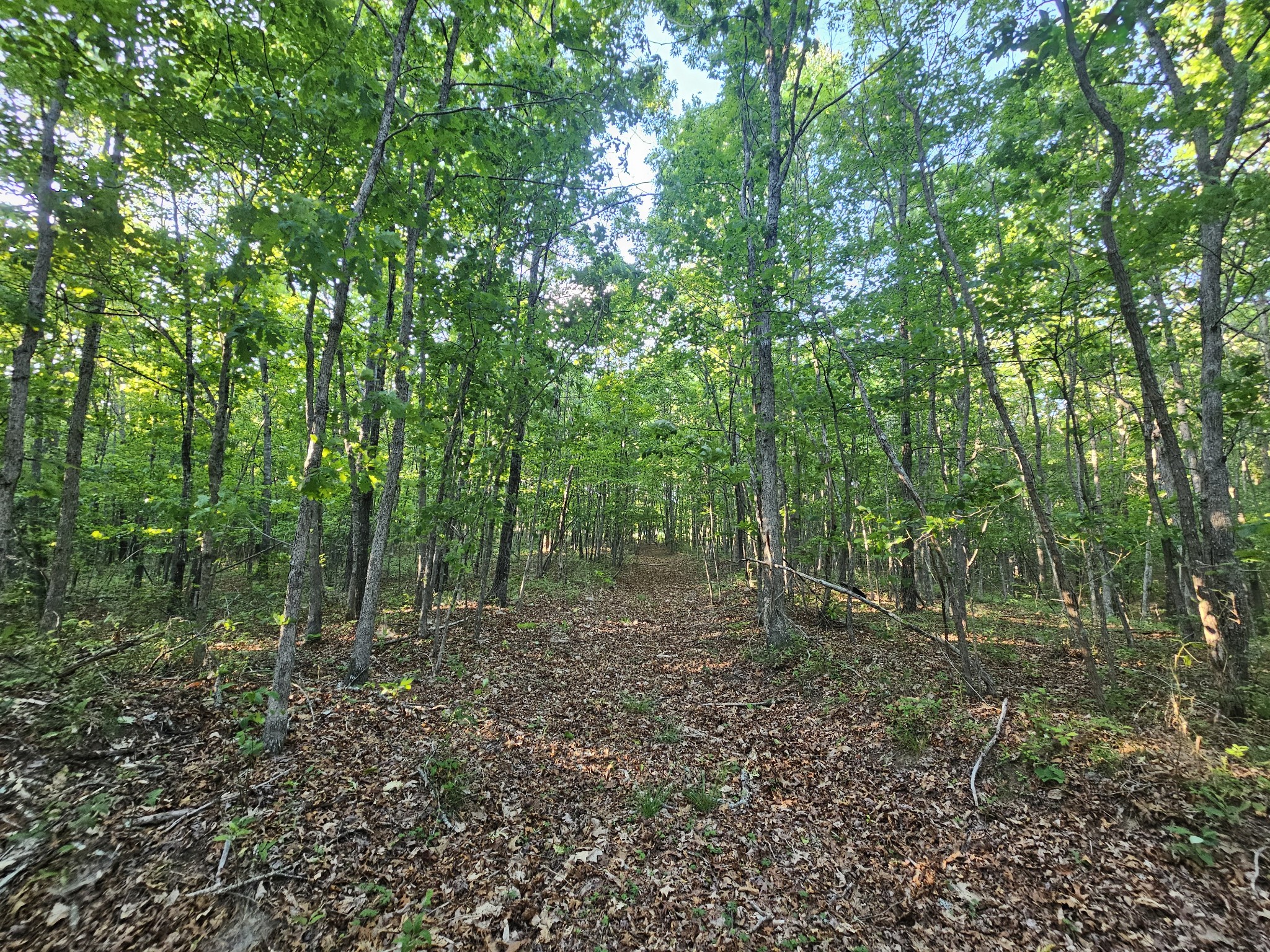 10 Griswold Road Altamont, TN 37301 - Photo 22 of 35 a view of outdoor space and green space