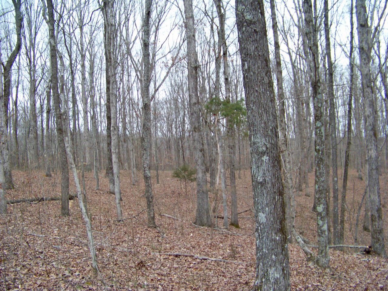1015 Jim Clark Road Erin, TN 37061 - Photo 3 of 3 Gallery Image 3