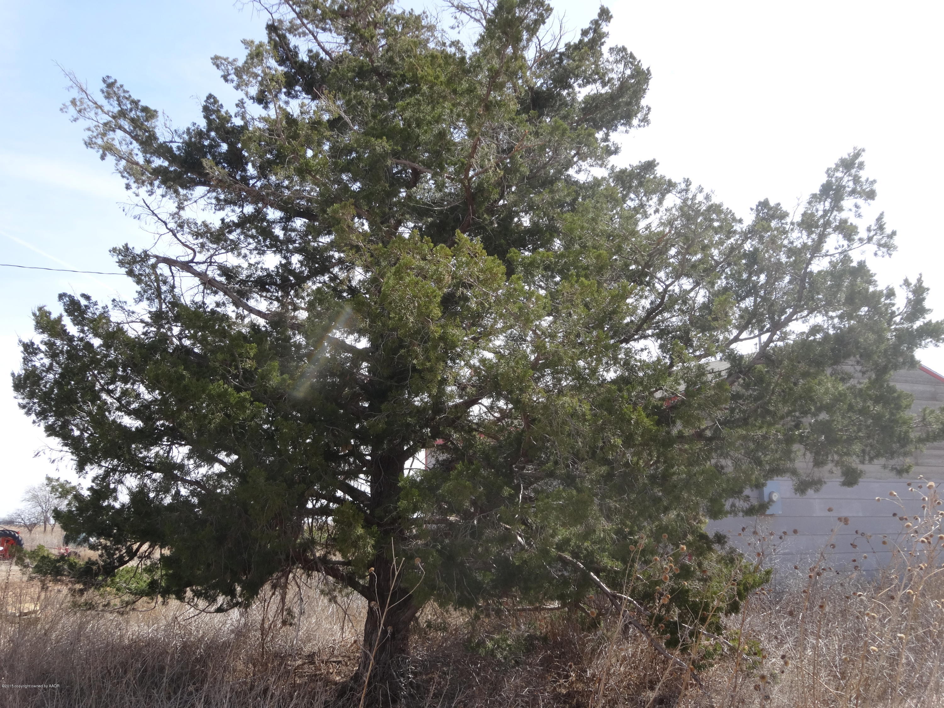 25601 Pondaseta Road Canyon, TX 79015 - Photo 48 of 49 Evergreen
