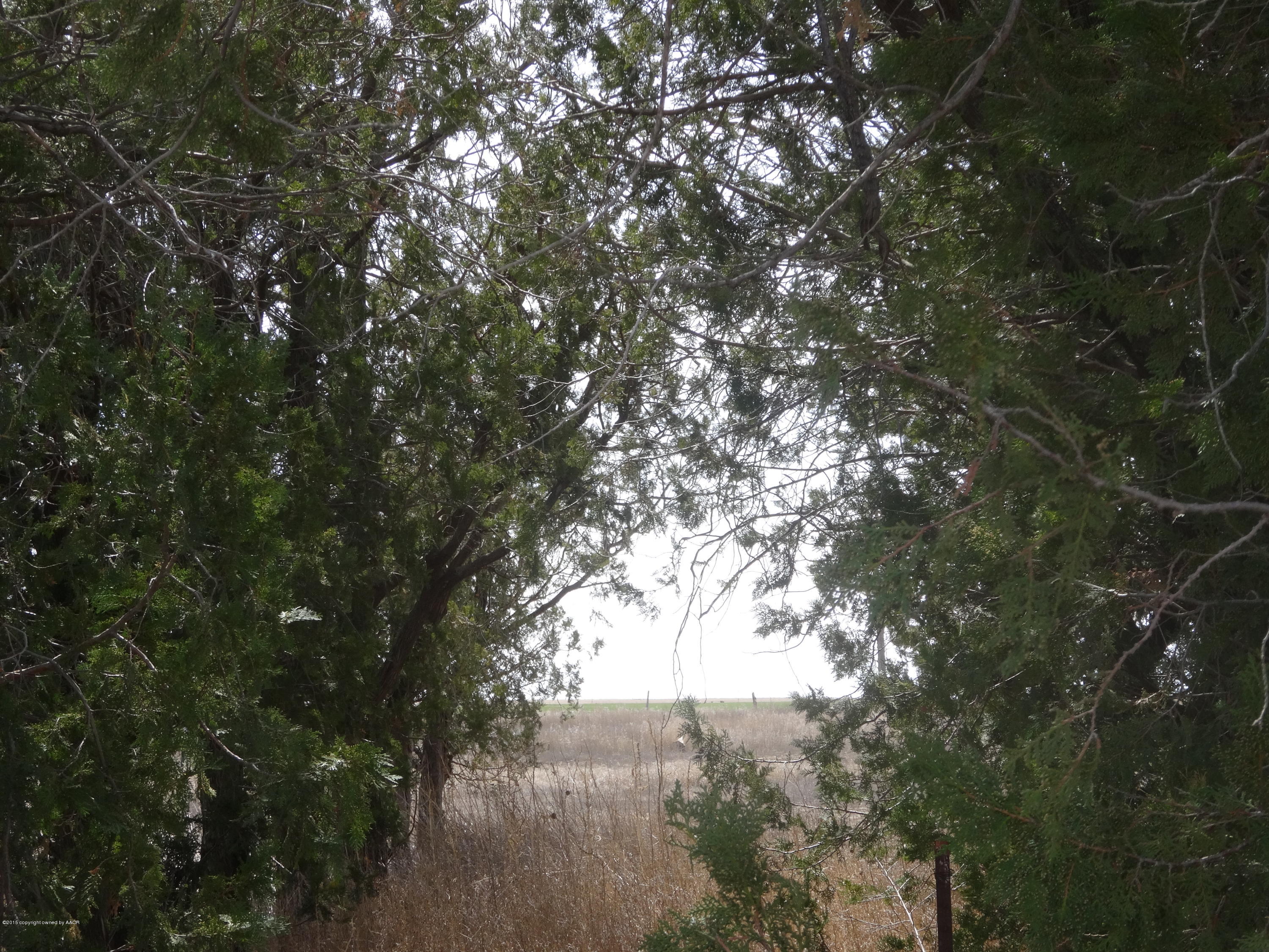 25601 Pondaseta Road Canyon, TX 79015 - Photo 49 of 49 Trees
