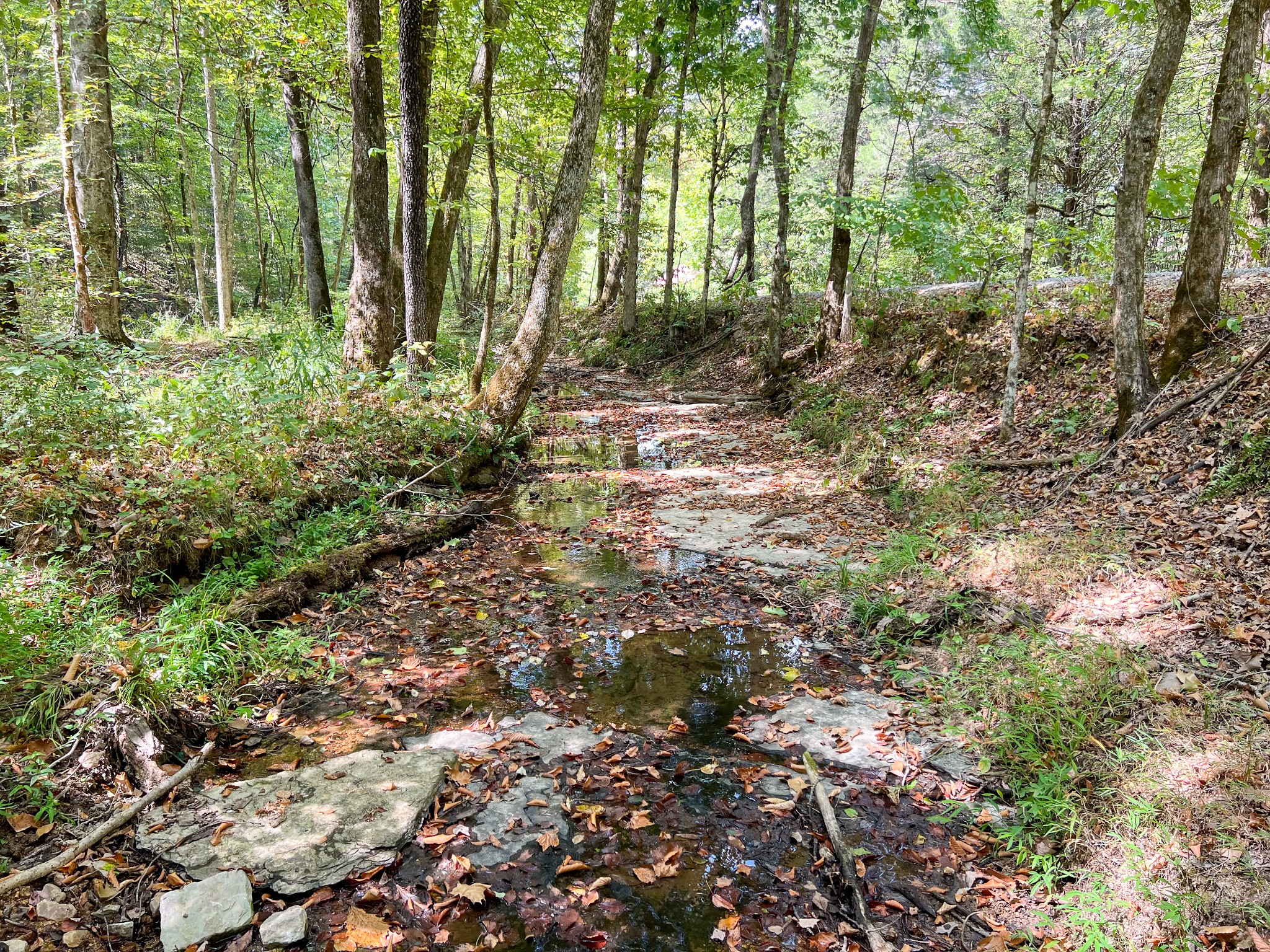 189 Till Road Hohenwald, TN 38462 - Photo 5 of 14 Gallery Image 5