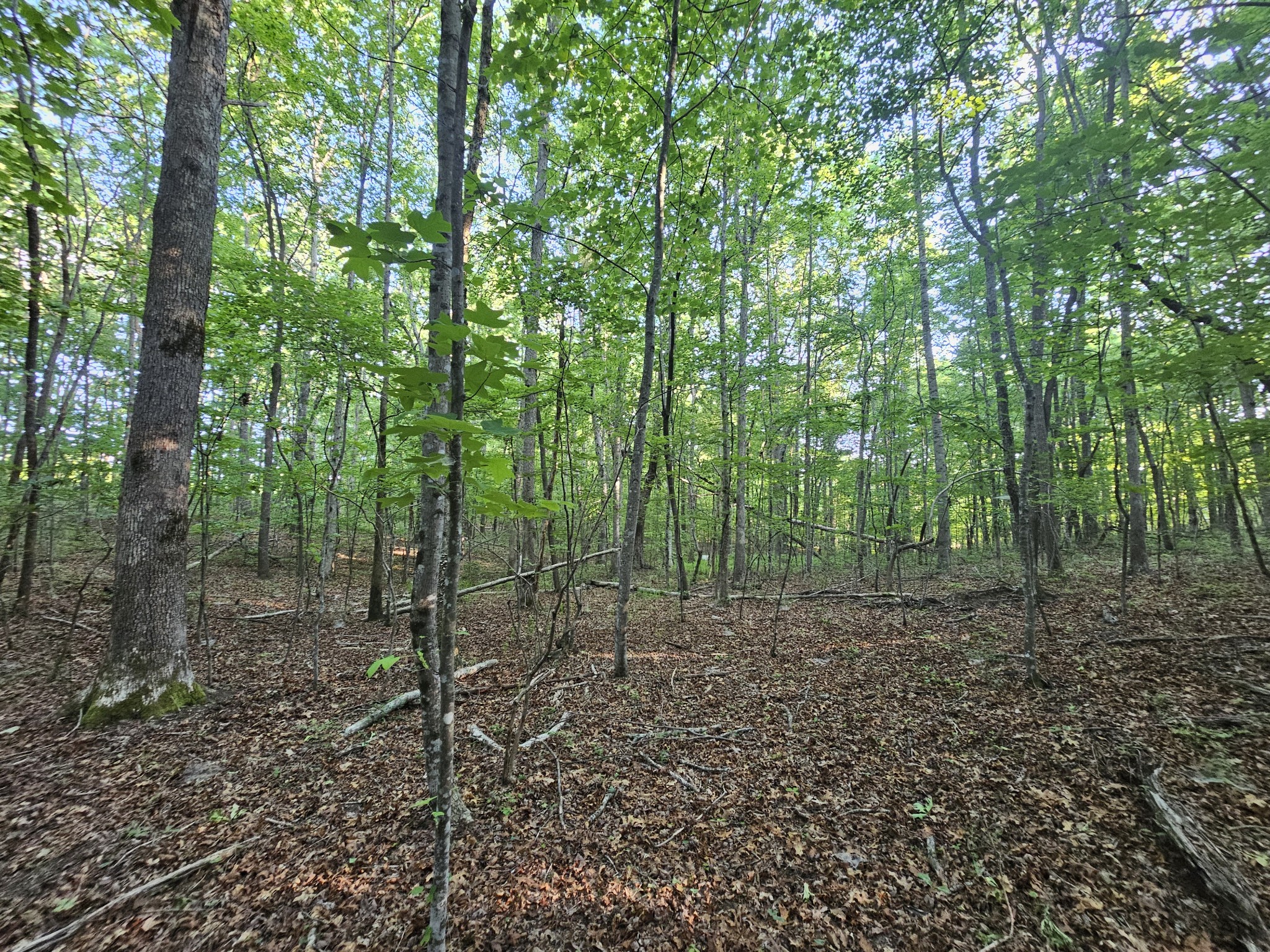 10 Griswold Road Altamont, TN 37301 - Photo 13 of 35 a view of a forest with trees